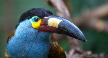 Las aves tropicales han disminuido alrededor del 30% desde 1980 por el calentamiento global