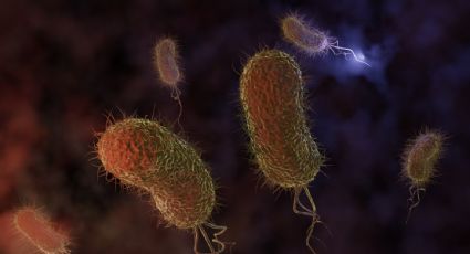 Revolución en la medicina: usan bacterias para introducir virus letales contra el cáncer