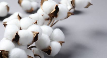 India quita temporalmente arancel a importación de algodón estadounidense en medio de fricción comercial