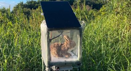 Combaten invasión de pitones birmanas con conejos robots en los Everglades