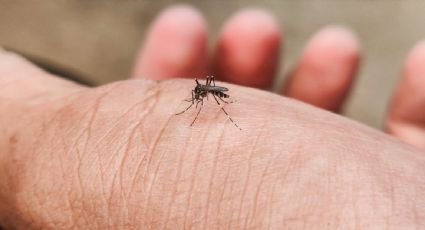 Los mosquitos están invadiendo Europa junto con los virus del Oeste del Nilo, chikungunya y dengue