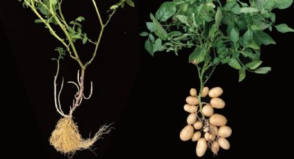 Resuelven el misterio del origen de las papas; estaría relacionado con los jitomates