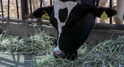 Gobierno de EU autoriza el uso de emergencia de fármacos veterinarios contra el gusano barrenador