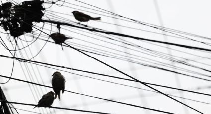 La contaminación lumínica hace que los pájaros canten hasta una hora más en las tardes