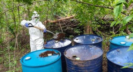 Operativo en Sinaloa: destruyen áreas clandestinas con precursores químicos para elaborar drogas