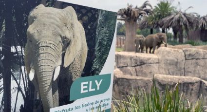 ¿Qué ha pasado con el fallo histórico para la elefanta Ely?