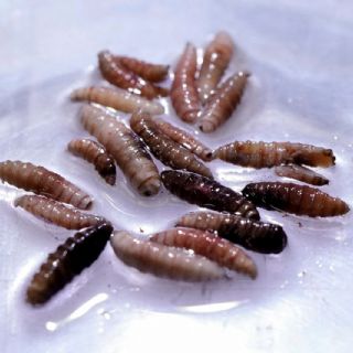 Honduras registra la primera muerte de una persona por miasis provocada por el gusano barrenador