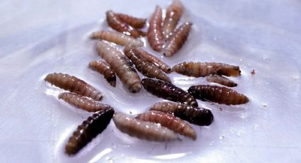 Detectan el primer caso de gusano barrenador en humanos en Estados Unidos; paciente viajó a Guatemala