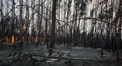 Portugal vivió el incendio más devastador de su historia: hay cuatro muertos y más de 64 mil hectáreas destruidas