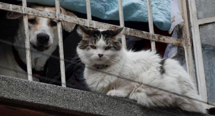 Se agrava la crisis de refugios de animales en EU por mascotas abandonadas por migrantes deportados