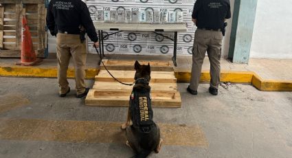 Perros entrenados en EU han apoyado en el aseguramiento de drogas en México, afirma el Departamento de Estado