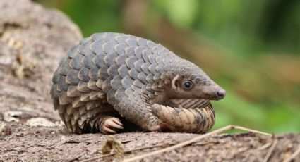 El famoso pangolín, que fue sospechoso de iniciar la pandemia, está en alto riesgo de extinción