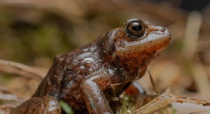 El Podocarpus, un paraíso para la biodiversidad y el ecoturismo en el sur de Ecuador