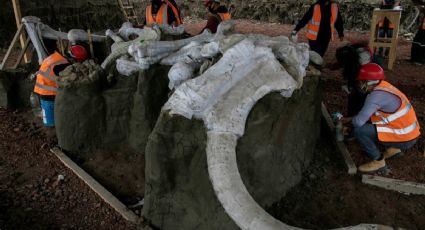 Descubren lo que podría ser una especie mexicana de mamuts; por lo pronto es un "linaje orgulloso"