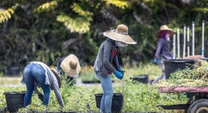 Políticas migratorias de Trump afectan a las granjas y empresas de Estados Unidos por los despidos de trabajadores