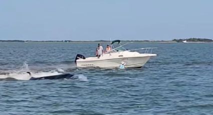Ballena muere tras estrellarse contra una pequeña embarcación frente a la costa de Nueva Jersey