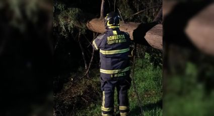 Fuertes lluvias al sur de la CDMX generan encharcamientos y caída de árboles
