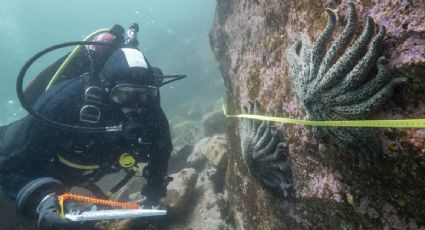 Resuelven misterio de la muerte de miles de millones de estrellas de mar desde México hasta Alaska
