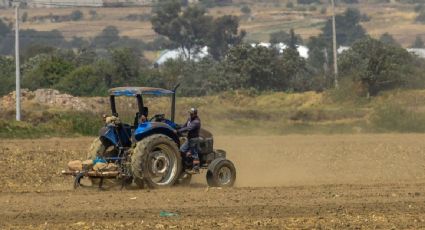 "Estamos frente a una catástrofe alimentaria": trabajadores agrícolas afirman que Trump utilizará al maíz como arma de presión