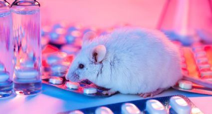 Muestran con ratones que Ozempic puede causar debilidad muscular; piden hacer estudios con humanos