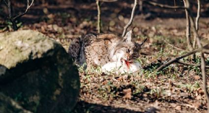 Zoológico en Dinamarca pide donación de mascotas para alimentar a los animales carnívoros