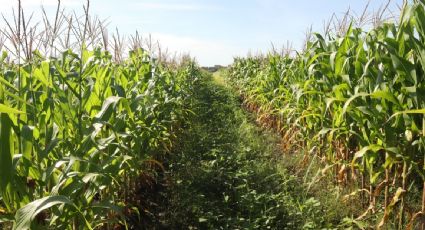 Altas temperaturas ponen en jaque a productores de maíz del sureste mexicano