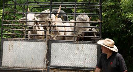 Plaga del gusano barrenador provoca sobrecostos de 400 mdd a ganaderos mexicanos