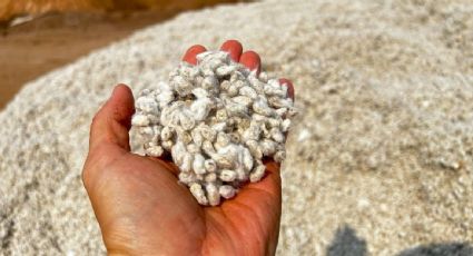 Choque de autobús turístico con camión que cargaba semillas de algodón deja 11 muertos en Brasil