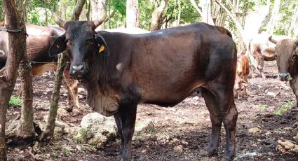 Yucatán registra 82 nuevos casos de gusano barrenador; acumula 212 animales afectados