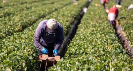 Remesas mantienen tendencia a la baja en México: caen 5.5% interanual en julio