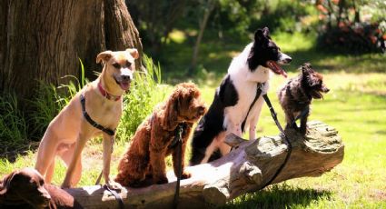 La pandemia de Covid-19 hizo más difícil el adiestramiento canino