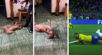Perrita escucha la palabra ‘Neymar’ y se retuerce en el suelo como lo hace el delantero brasileño al recibir una falta