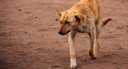 Emiten alerta de "alto riesgo" en nueve zonas de Tailandia por casos de rabia en perros callejeros