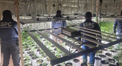 Detienen a cuatro sujetos en cateos a inmuebles en la CDMX donde se cultivaba y almacenaba marihuana