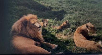 De Cuba, Venezuela y Colombia, cinco de los siete detenidos por secuestro en Edomex