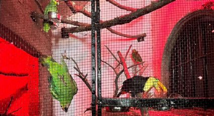 Se registra enfrentamiento armado entre grupos rivales en Queréndaro; aseguran finca con fauna exótica