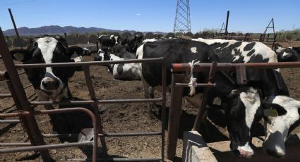 Detectan nuevo caso de gusano barrenador en Nuevo León; USDA analiza liberación de moscas estériles