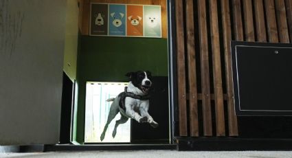 El lujoso hotel para perros del aeropuerto Fiumicino en Roma ha sido un éxito
