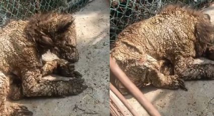 Activista reporta maltrato y abandono de una osa en zoológico de Nuevo León
