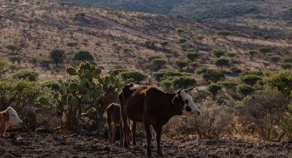 México no ha aplicado los protocolos adecuados para prevenir la plaga de gusano barrenador, critica Agricultura de EU