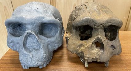 La reconstrucción de un cráneo sugiere que el origen de la Humanidad es medio millón de años más viejo de lo que creíamos