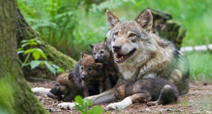 El 74% de los lobos en el hemisferio norte muere por acción humana