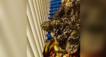 Profepa clausura zoológico la  "Pastora", donde habitaba la osa "Mina"