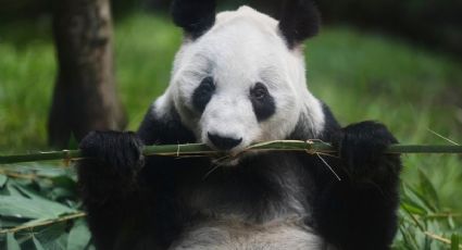 "Si Xin Xin se va, yo también”, dice el cuidador mexicano de la última panda de Latinoamérica