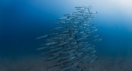 Por primera vez desde que hay registros, las aguas oceánicas profundas de Panamá no emergieron