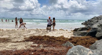 Estudiante transforma el sargazo en un material que podría usarse en las pantallas planas