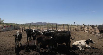 Más de 700 mil cabezas de ganado permanecen varadas en México por cierre fronterizo de EU ante plaga de gusano barrenador