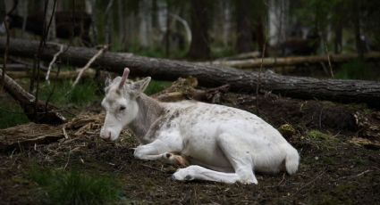 La vida de los pastores sami en Suecia está pendiente de los planes para extraer tierras raras