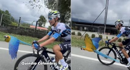 Guacamaya acompaña a ciclista durante su entrenamiento: vuela varios metros a su lado en una imagen impresionante