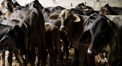 Autoridades detectan el primer caso de gusano barrenador en el Edomex; emiten alerta sanitaria